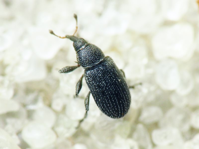 Gymnetron melanarium Germar, 1821